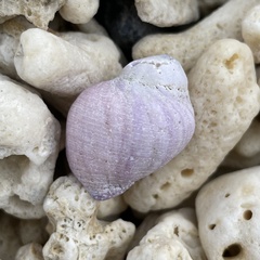 Coralliophila violacea