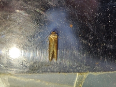 Blastobasis maroccanella