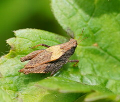 Tetrigoidea