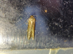 Blastobasis maroccanella