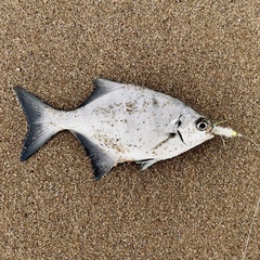 Neoscorpis lithophilus