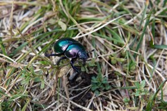 Trypocopris pyrenaeus