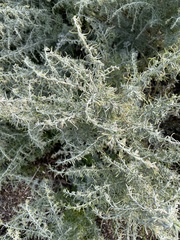 Artemisia maritima