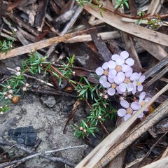 Euryomyrtus ramosissima