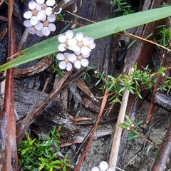 Euryomyrtus ramosissima