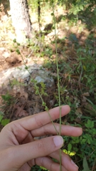 Agrimonia incisa