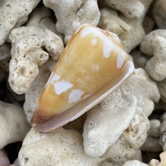Conus litoglyphus