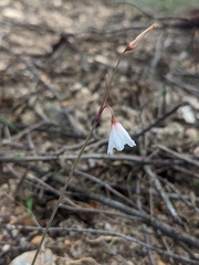 Acis autumnalis