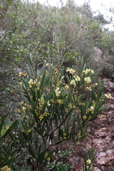 Acacia mucronata