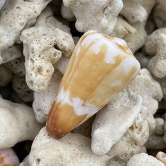 Conus litoglyphus