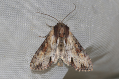 Apamea crenata
