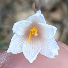 Acis autumnalis