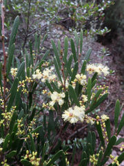 Acacia mucronata