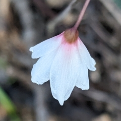Acis autumnalis
