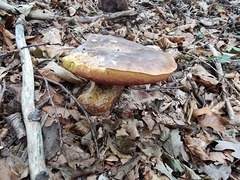 Neoboletus erythropus
