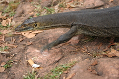 Varanus mertensi