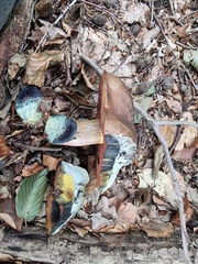 Neoboletus erythropus