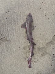 Scyliorhinus canicula