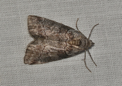 Corula geometroides