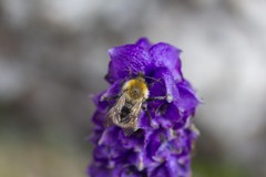 Bombus gerstaeckeri