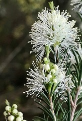 Melaleuca ericifolia