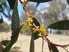 Eucalyptus stellulata
