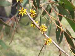 Eucalyptus stellulata