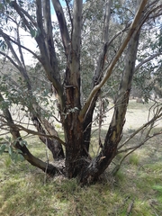 Eucalyptus stellulata