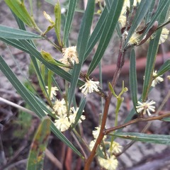 Acacia stricta