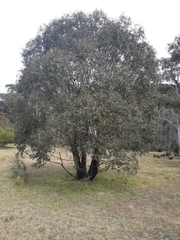 Eucalyptus stellulata