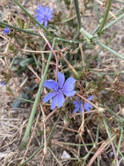 Cichorium intybus
