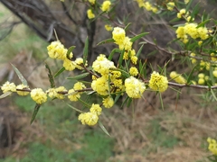 Acacia siculiformis
