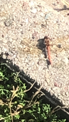 Sympetrum striolatum