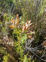 Protea