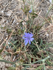 Cichorium intybus