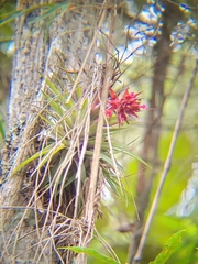 Tillandsia geminiflora