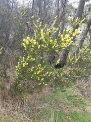 Acacia siculiformis