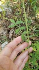 Agrimonia incisa