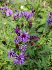 Vernonia