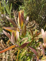 Protea