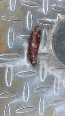 Acherontia atropos