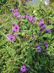 Vernonia