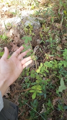 Agrimonia incisa