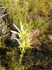Leucadendron xanthoconus