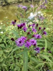 Vernonia