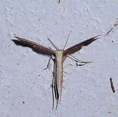 Pterophorinae