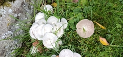 Leucocybe connata