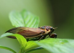 Scieroptera