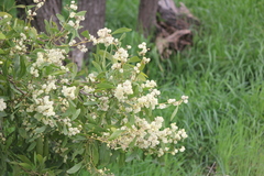 Acacia melanoxylon