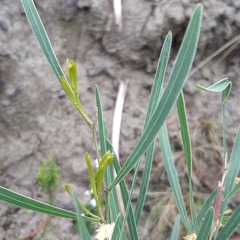 Acacia stricta